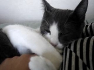 Gizmo tête sa queue