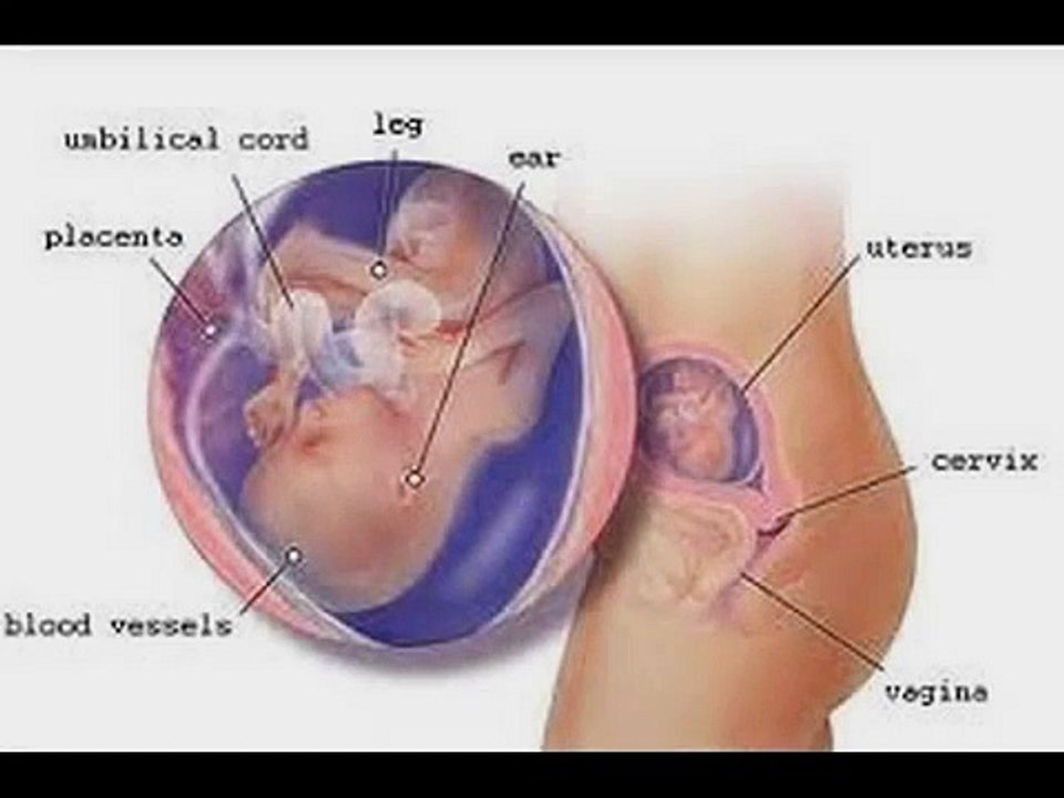 PREGNANCY WEEK 19 II गर्भावस्था का 19वां हफ्ता II