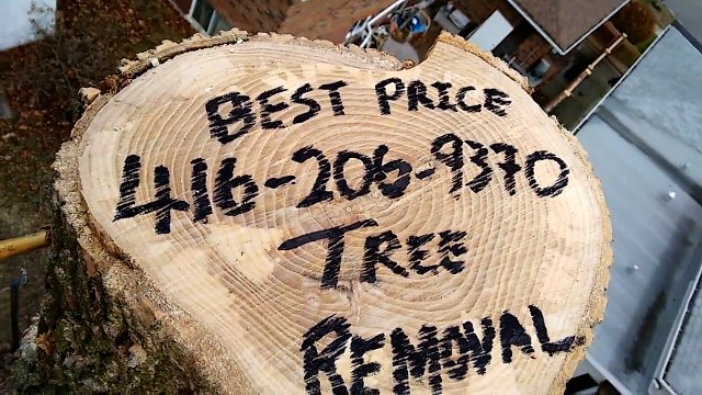 tree-removal-toronto-markham-oshawa-mississauga-oakville_school