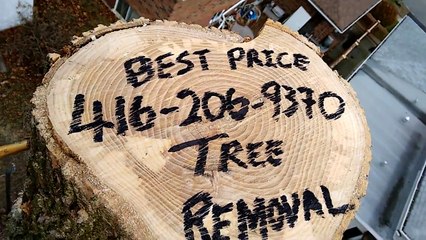 tree-removal-toronto-markham-oshawa-mississauga-oakville_school