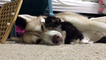 Kitten raised by Husky dogs thinks he's a dog now - so cute pet