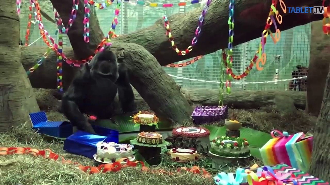 Prvá gorila narodená v ZOO oslávila šesťdesiatku, trojnásobok zvyčajného veku goríl v zajatí
