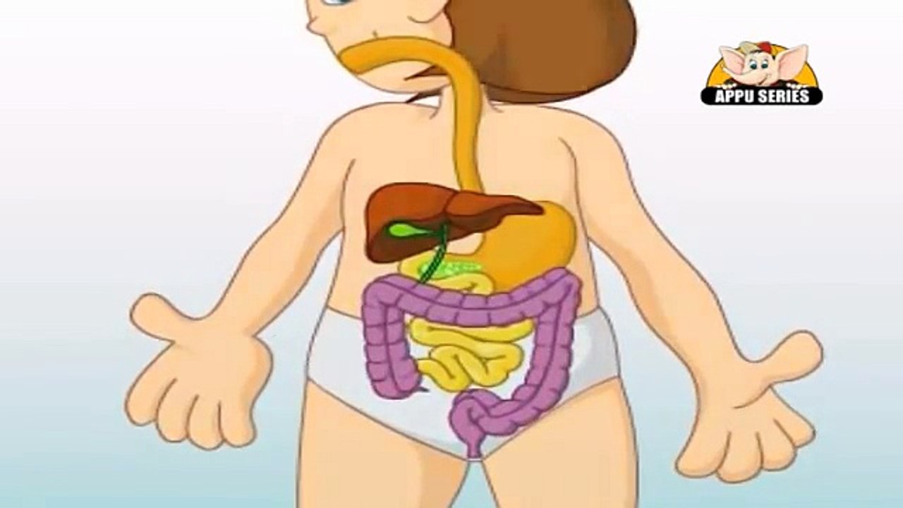 Learn Human Body - Digestive System