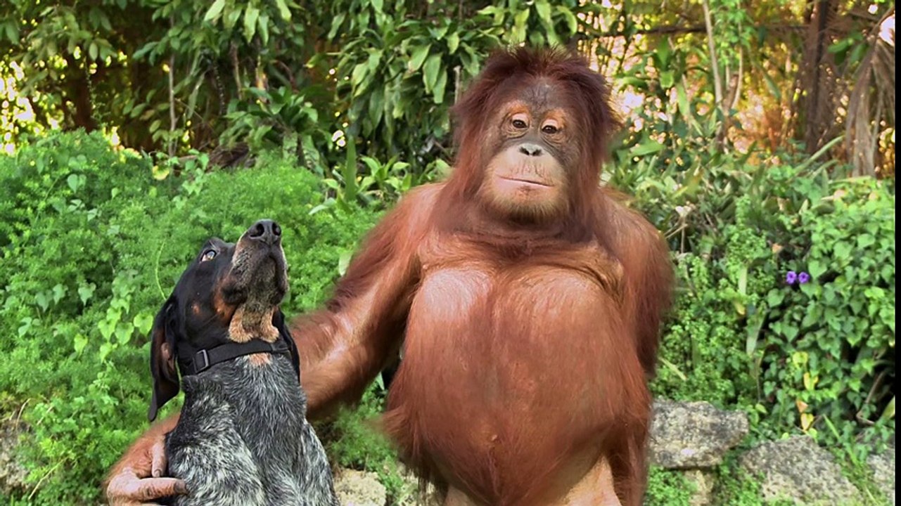 Tout le monde sur Terre devrait regarder cette vidéo animalière de 1 minute.