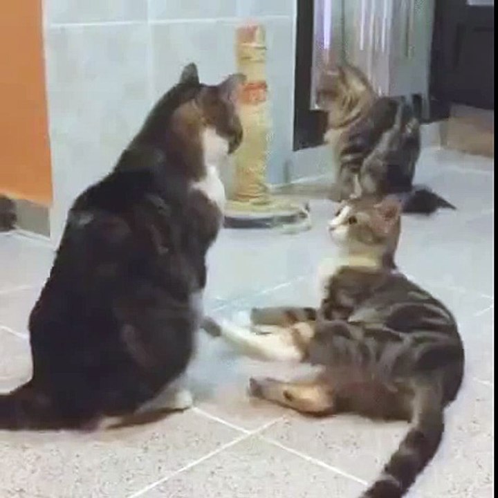 Gatti Video Divertente - Funny