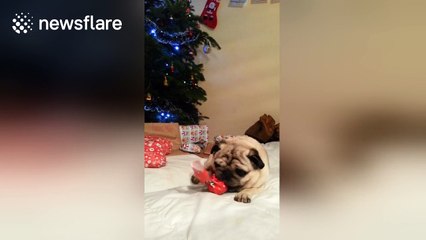 Pug opens Christmas presents at his house in Spain