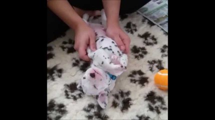 Ce bébé Dalmatien qui se fait masser est trop chou !