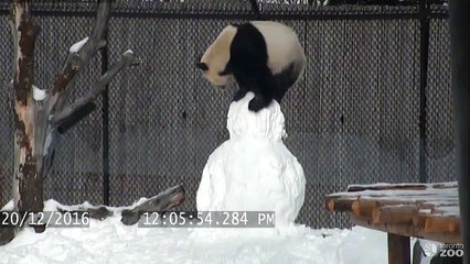 Ursul panda și-a făcut un om de zăpadă!