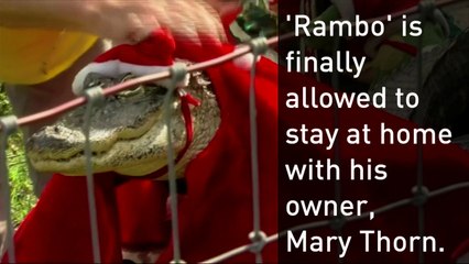A Florida woman fights to keep her pet alligator