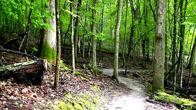 RELAXING RAIN FORAST SOUND 2 Hours of Relaxing LITE RAIN Sounds - Forest Tapping Rain B-roll - HD