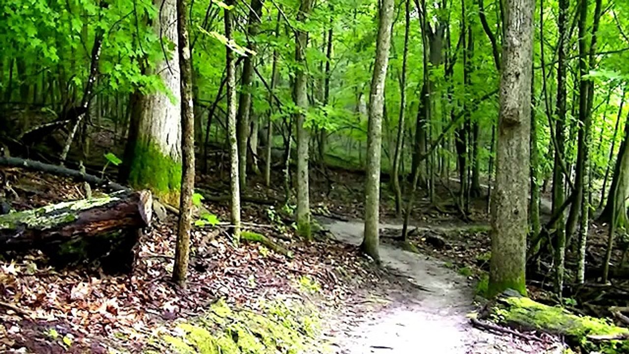 RELAXING RAIN FORAST SOUND 2 Hours of Relaxing LITE RAIN Sounds - Forest Tapping Rain B-roll - HD