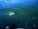 Short Fat Striper on Bucktail - Jetty Fishing