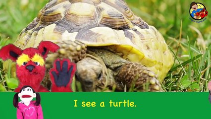 Ice Cream Song and More | 70 Minutes Dream English Songs And Nursery Rhymes With Matt