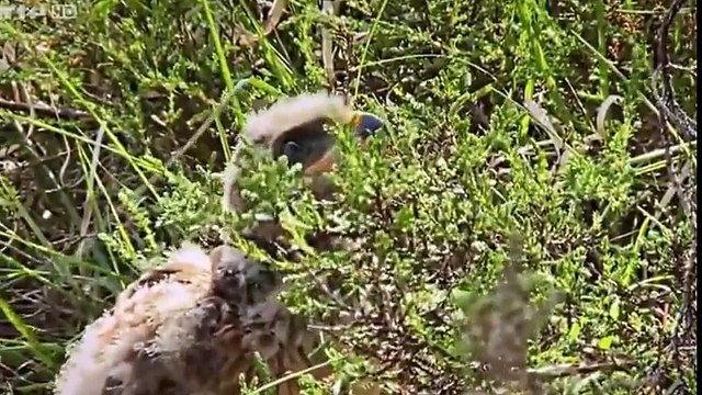 Des Espèces En Voie De Disparition 2016 HD