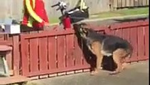 Nouvelle Zélande: Ce Berger Allemand a une coutume particulière pour le facteur