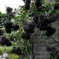 The Black Roses of halfeti