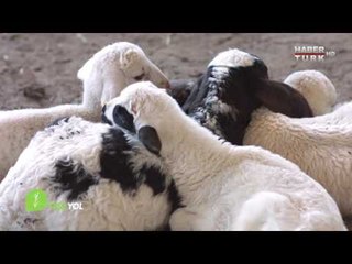 Yeşil Yol - 11 Eylül 2016 (Denizli Küçükbaş Hayvancılık)