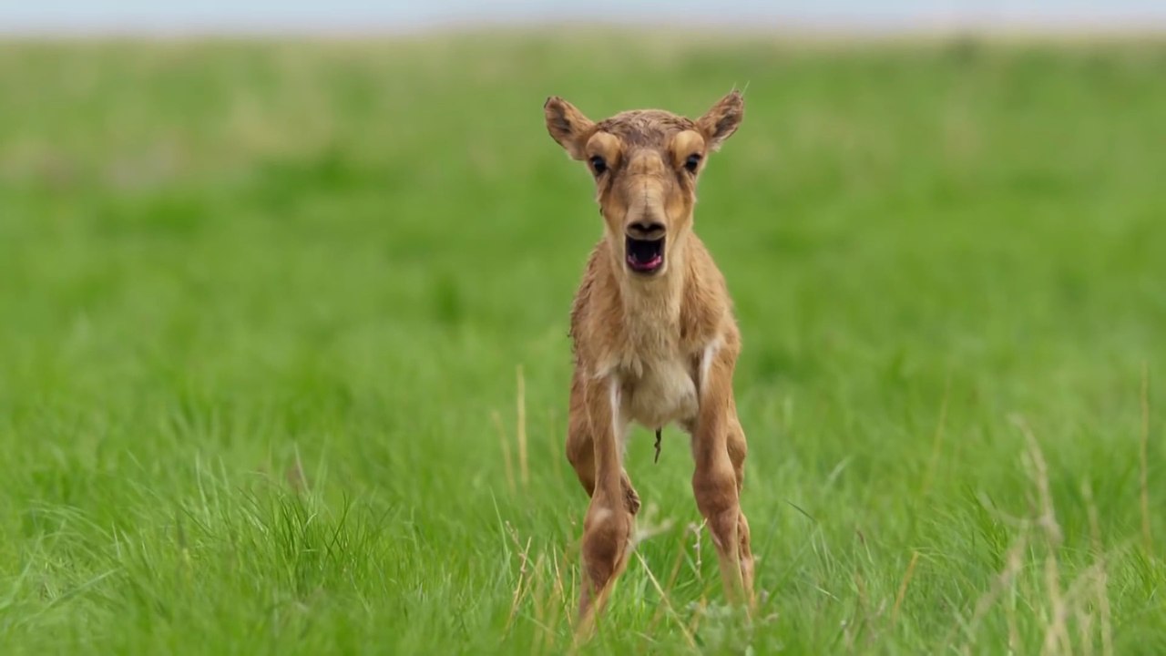 Si les animaux criaient comme les humains