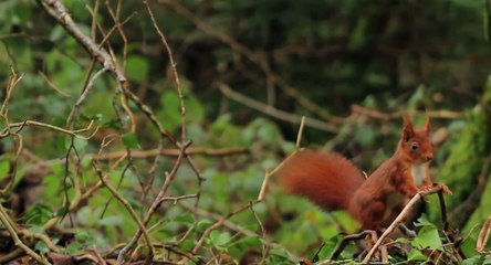 L’Agence française pour la biodiversité est créée en application de la loi de reconquête de la biodiversité