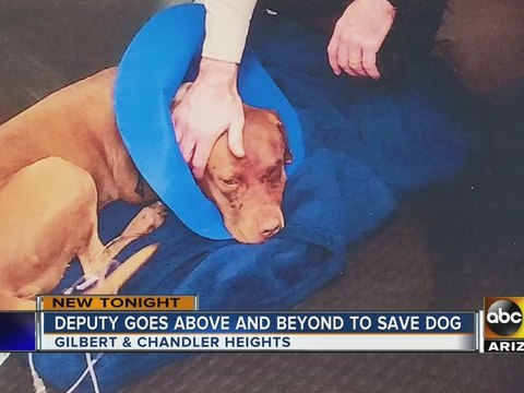Maricopa County deputy goes above and beyond to save dog shot in head