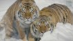 Filmé dans la neige par des drones, le tigre ne vous aura jamais paru aussi majestueux