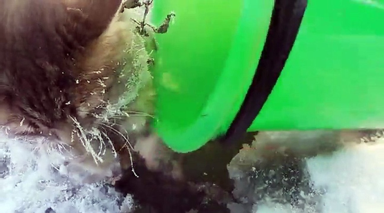Un chat pris au piè dans de la glace