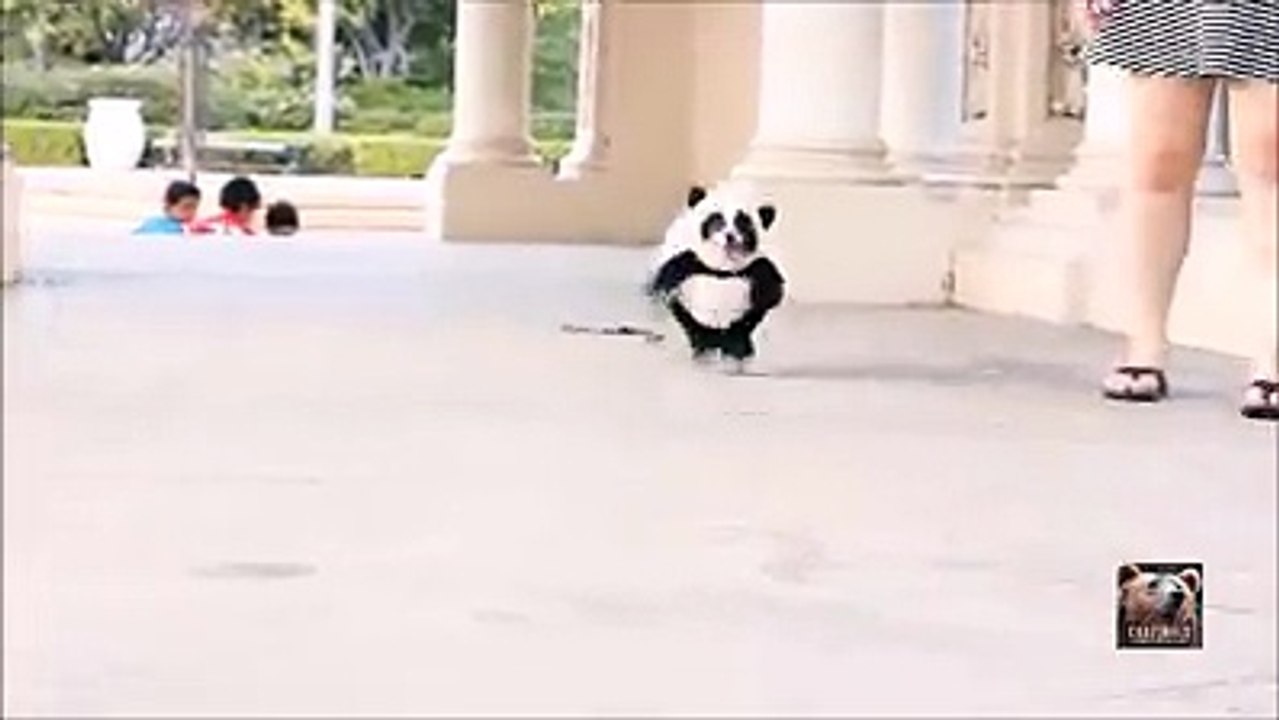 OSO ASESINO