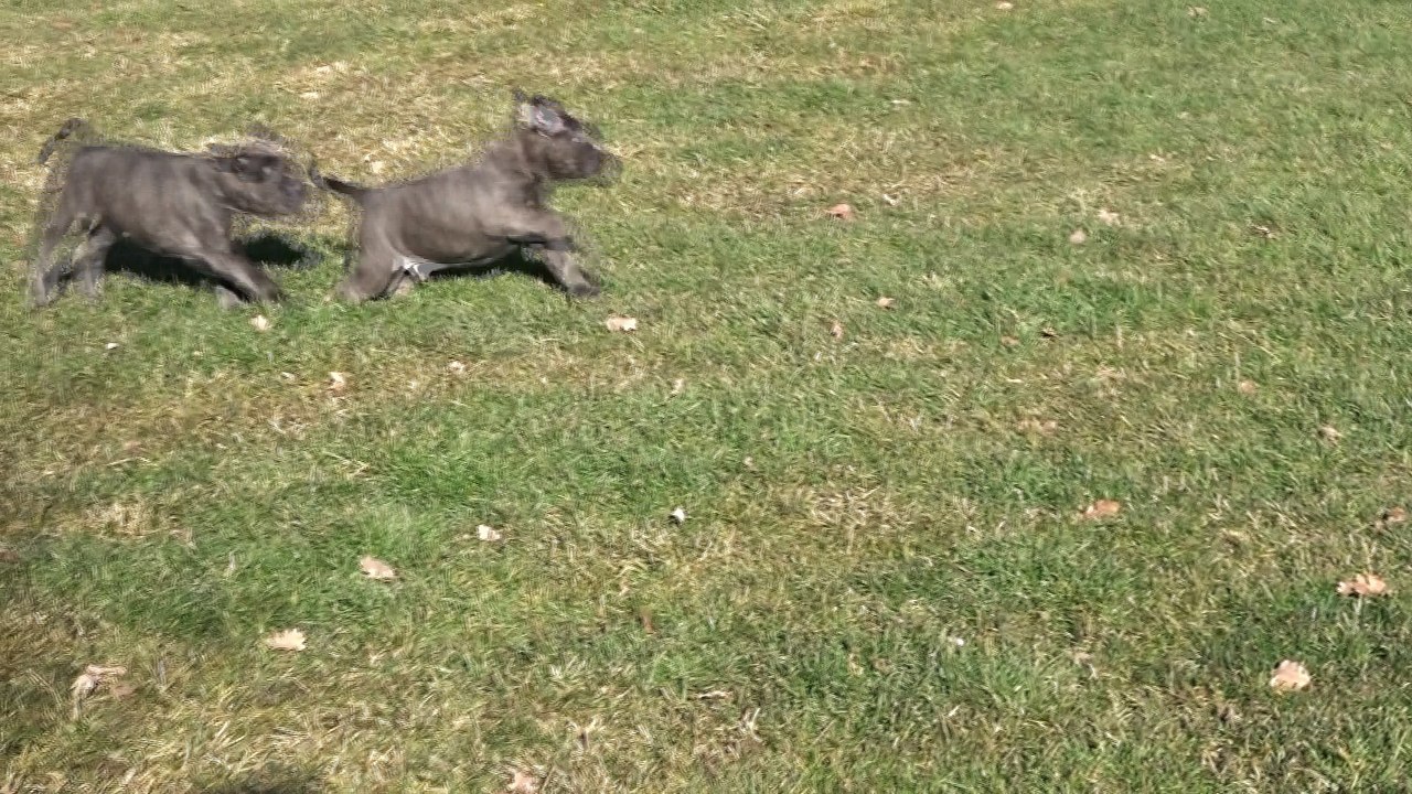 Chiots Cane corso 6 semaines ! de La vallée Dioise