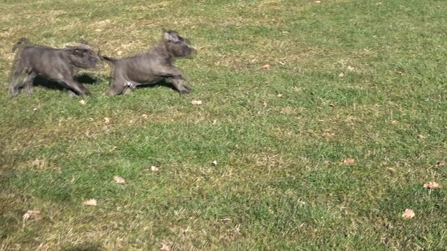 Chiots Cane corso 6 semaines ! de La vallée Dioise