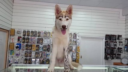 Husky shows off new mustache and tattoos