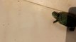 Baby tortoise helps friend escape from tub