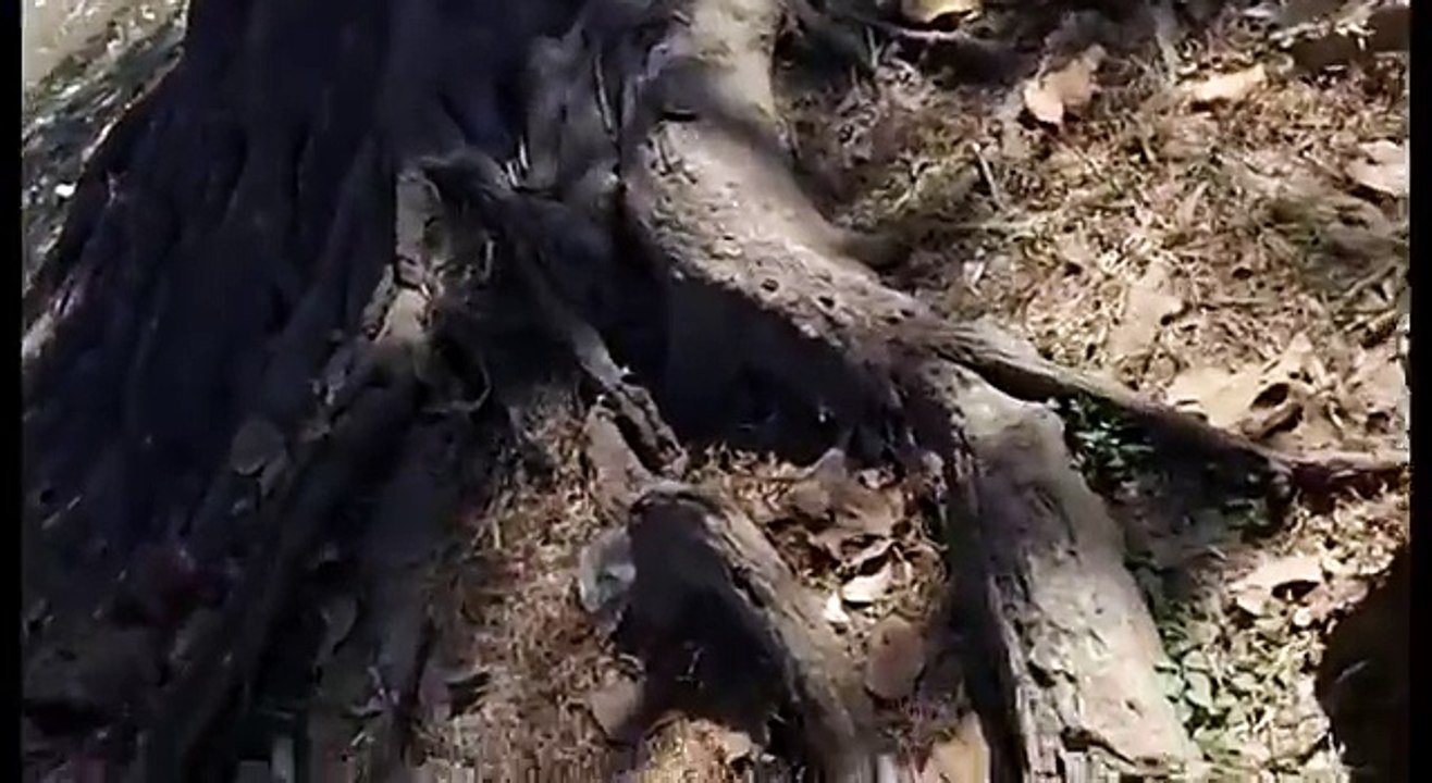 Real ghost spirit caught on tape-- Best ghost sighting Ghost Videos - YouTube