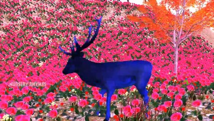 Finger Family || LION Version || Children Animated 3D Rhymes