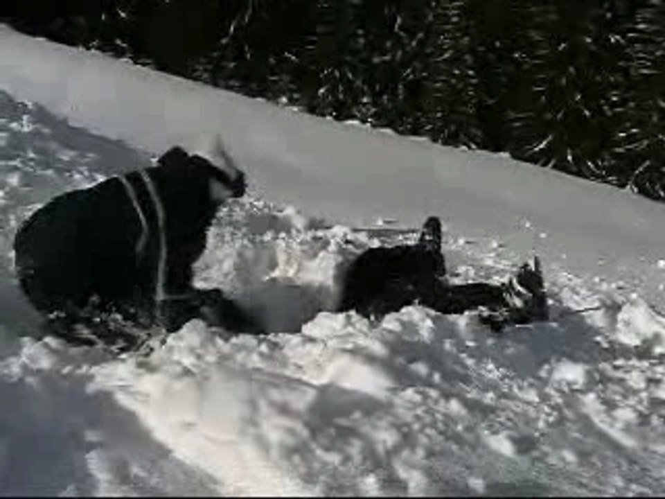 Crashdounet