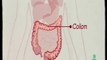 Eje intestino-cerebro: Microbiota intestinal (El nuevo organo)