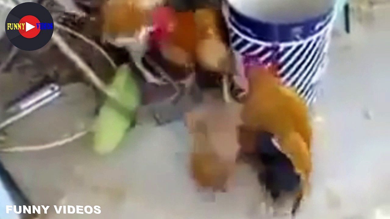 Sexual Abuse of Animals: A Recurring Theme on Factory Farms - funny vides HD