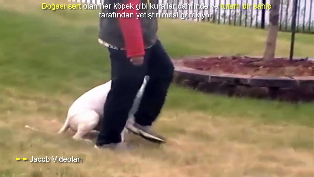 Dogo Argentino Yaban Domuzu Avi Kopek Dovusleri Ve Kopek Kavgasi Hakkinda Dogo Arjantin Video Dailymotion