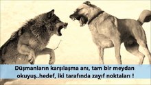 KANGAL mı KURT mu  [[[ Sizce Hangisi Avantajlı  ]]]   güçlü köpekler, jilet dişli kurtlar