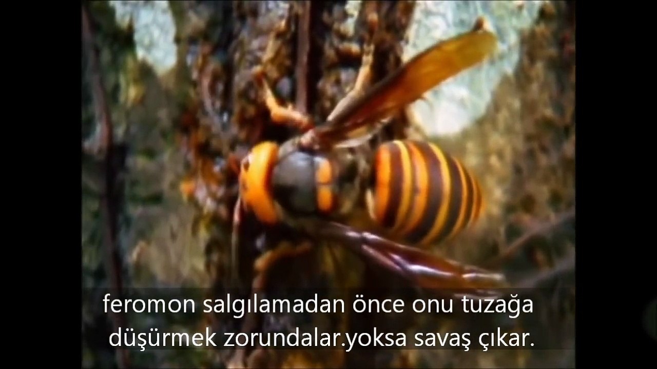 Japon Bal Arılarının Eşek Arısını KIZARTMASI !!!   hayvan saldırısı   ölümcül dev eşek arısı