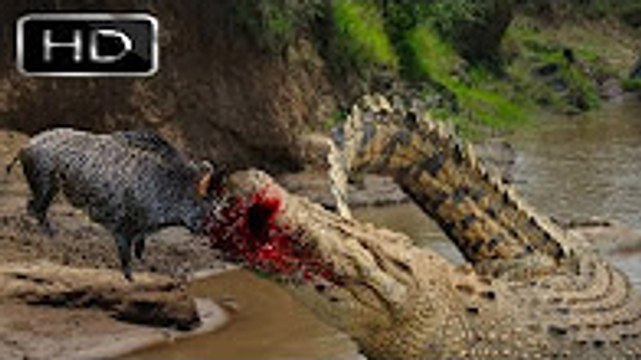 Crocodile Attack Wild Boar !!! NO ESCAPE !!! Crocodile Vs Wild dogs Vs Wild Boar animal attack