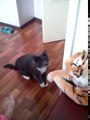 Girl Brings Home a Cuddle Stuffed Tiger. Watch How Her Kitten Responds to Its New Toy(Funny)
