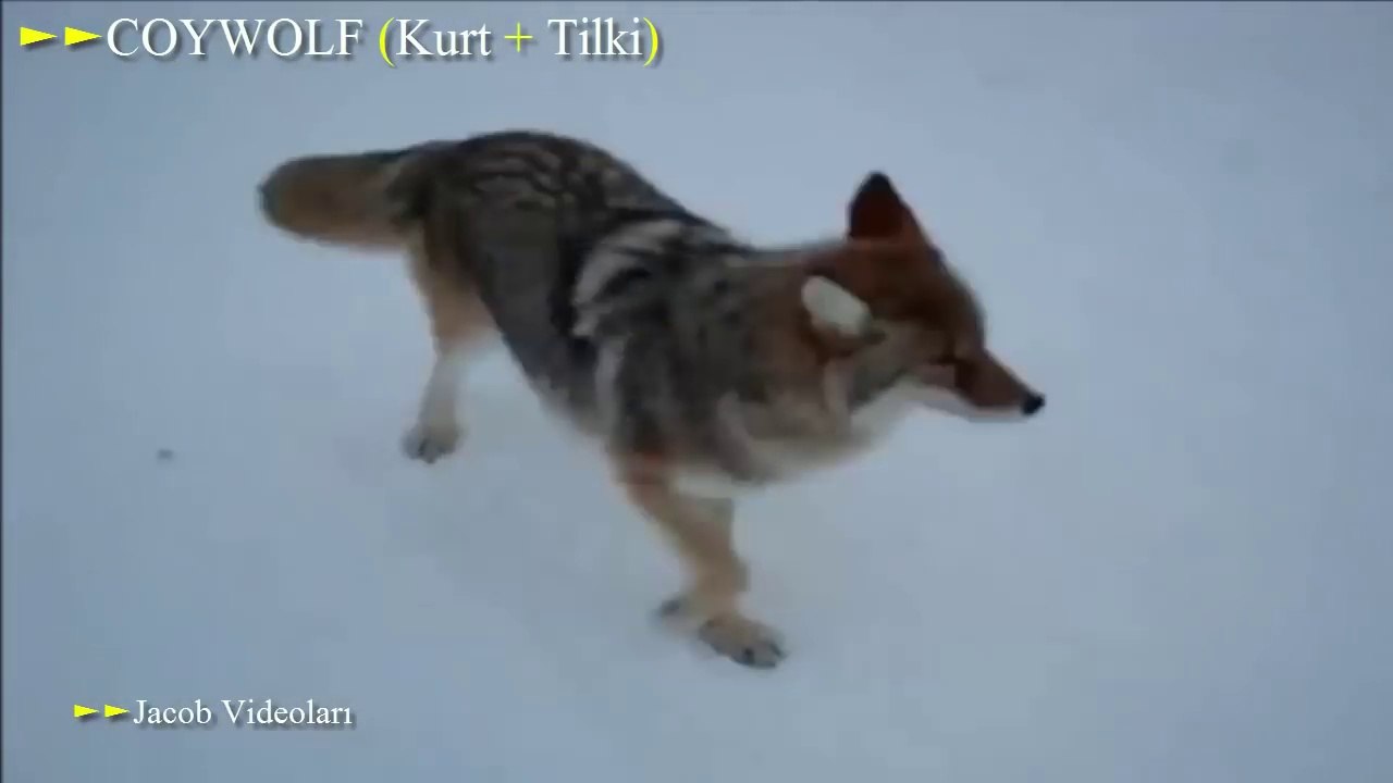 En Şaşırtıcı HAYVAN ÇİFTLEŞMELERİ En İnanılmaz Vahşi Hayvan Melezleri