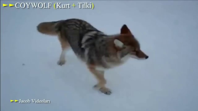 ►► En Şaşırtıcı HAYVAN ÇİFTLEŞMELERİ ►► En İnanılmaz Vahşi Hayvan Melezleri, Aslan, Kaplan