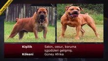 ►► Dünyanın Yasaklanmış En Tehlikeli Köpek Irkları !!! ►► Dogo Argentino, Pitbull, Presa Canario