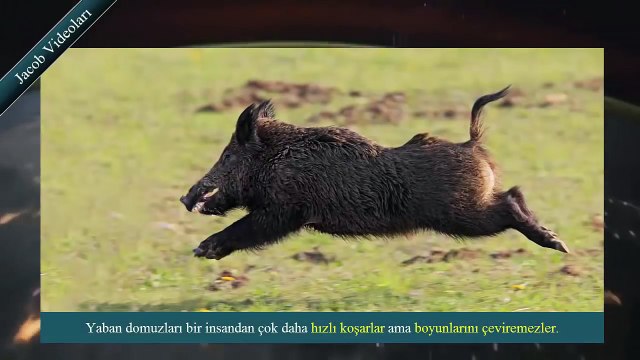SÜPER GÜÇLER Kafkas Çoban Köpeği vs Yaban Domuzu ►► Sizce Hangisi Daha Güçlü
