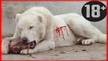 Türkiye nin En Güçlü KORKUSUZ Köpek Irkları ►► Köpek Dövüşleri Kurbanları ► Kangal Kurt   Dog Fights