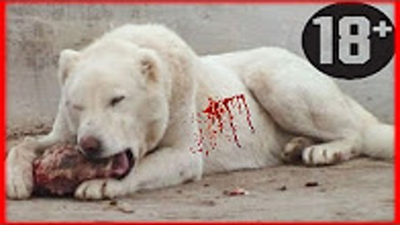 Türkiye nin En Güçlü KORKUSUZ Köpek Irkları ►► Köpek Dövüşleri Kurbanları ► Kangal Kurt   Dog Fights