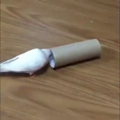 muhabbet kuşunun oyunu şok edecek
