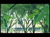 Siti Nordiana - Bila Kau Tak Kembali (Official Music Video)
