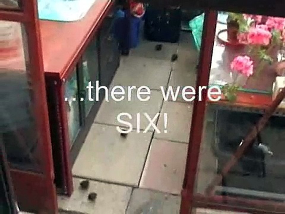 Chicks leave the nest